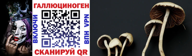 Галлюциногенные грибы MAGIC MUSHROOMS  Купить где  Гвардейск 